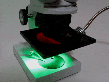 実体顕微鏡用530nm蛍光落射光源ユニット